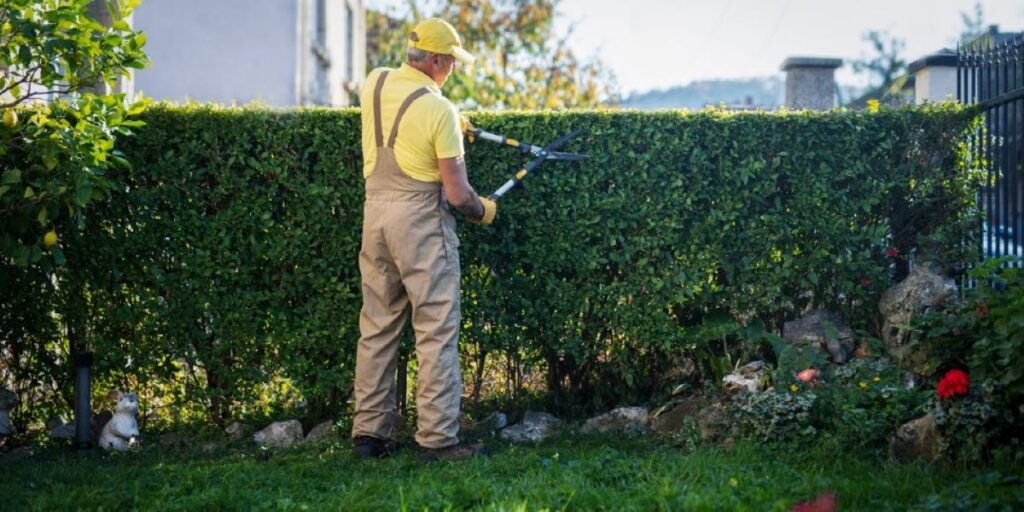 best time to trim hedges