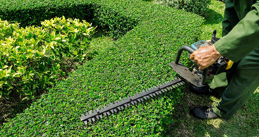 hedge trimming services near me