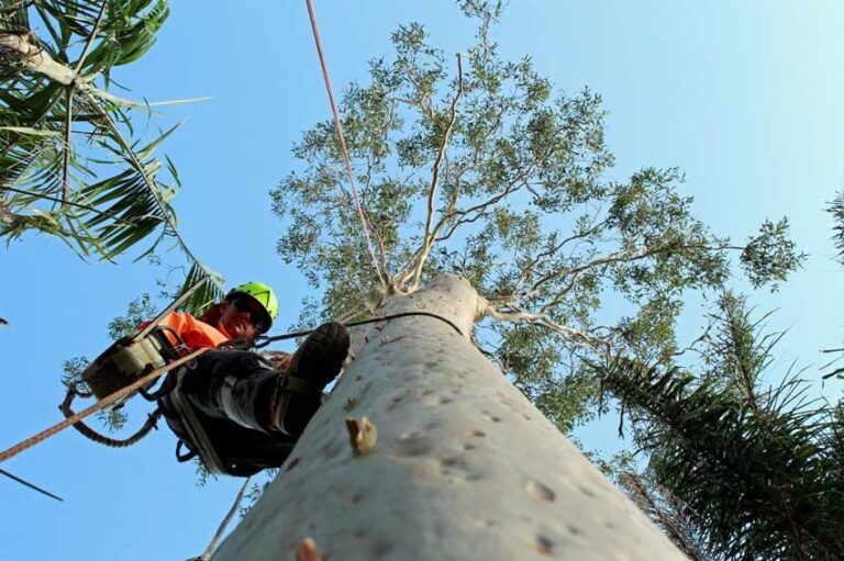 Top 3 Tree Services a Gordon arborist Provides to Local Homeowners