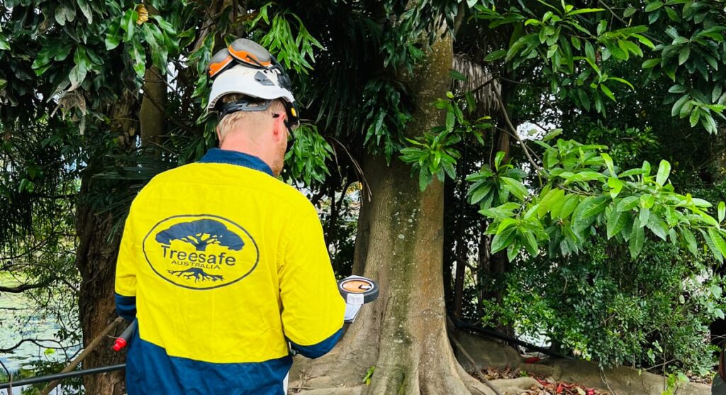 Top 3 Tree Services a Gordon arborist Provides to Local Homeowners